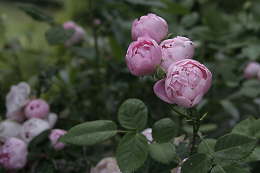 Bauernrosen