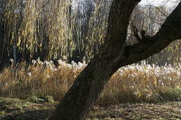 Baum