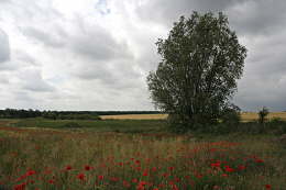 Feld-mit-Mohn