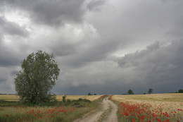 Feldweg-mit-Mohn