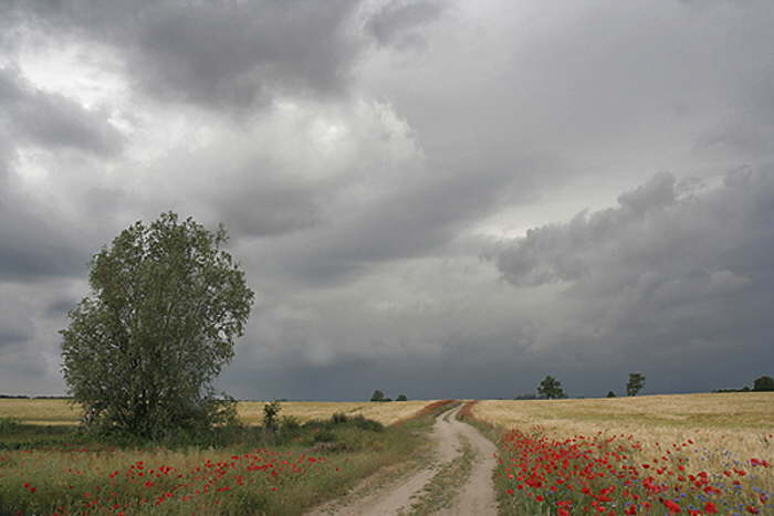 Feldweg-mit-Mohn