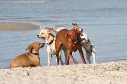 Hunde-an-Strand