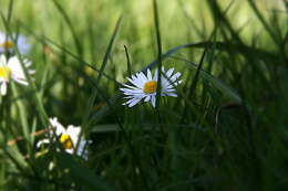 Im Gras