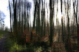 Novemberwald