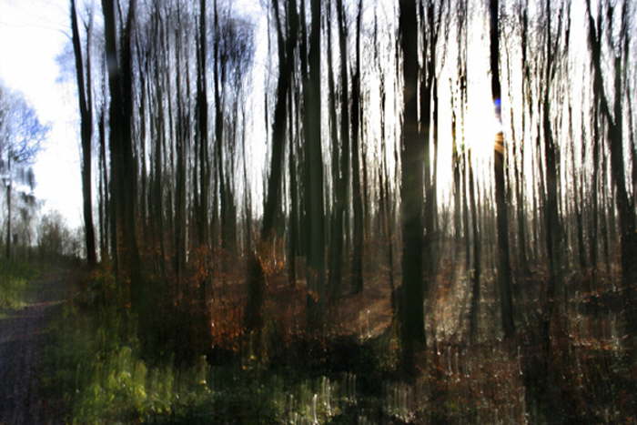 Novemberwald