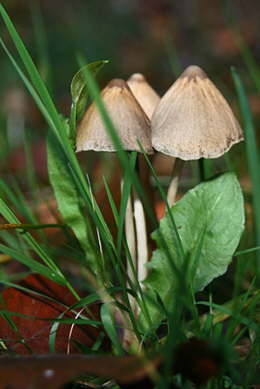 Pilze 3