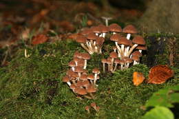 Pilze