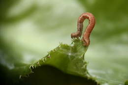 Raupe 