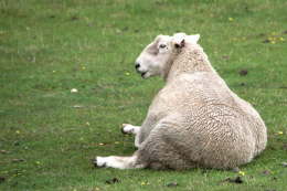 Schaf