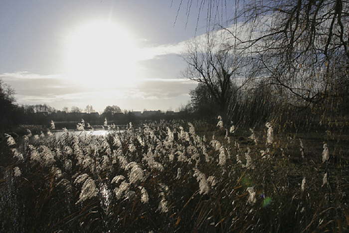 Schilfgras am See