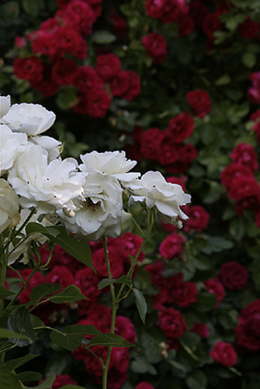Schneewi� und Rosenrot