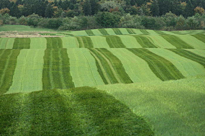 Streifenfelder