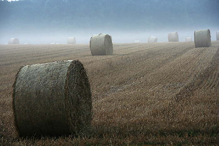 Strohballen im Nebel