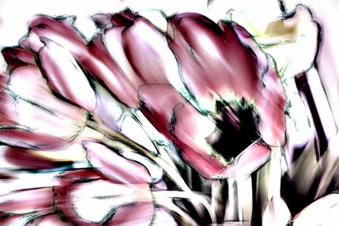 Tulpen