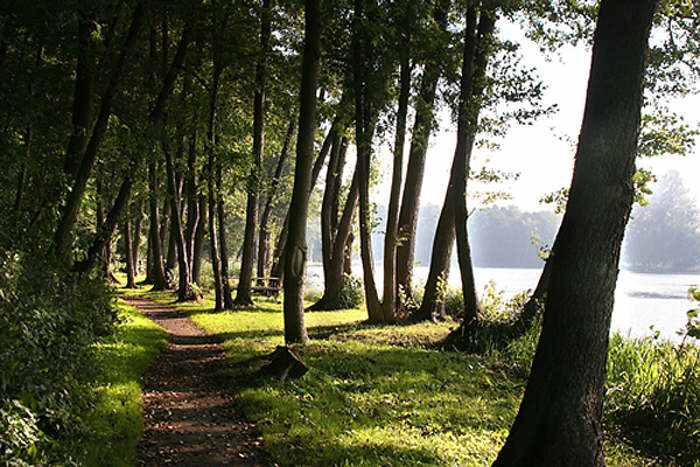 Waldpromenade