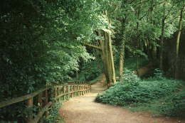 Weg im Wald