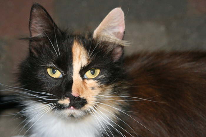 gelbe Katzenaugen