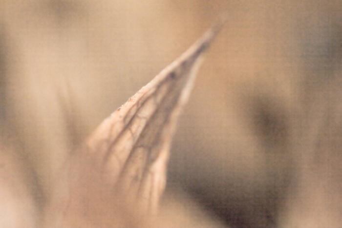 zartes Blatt
